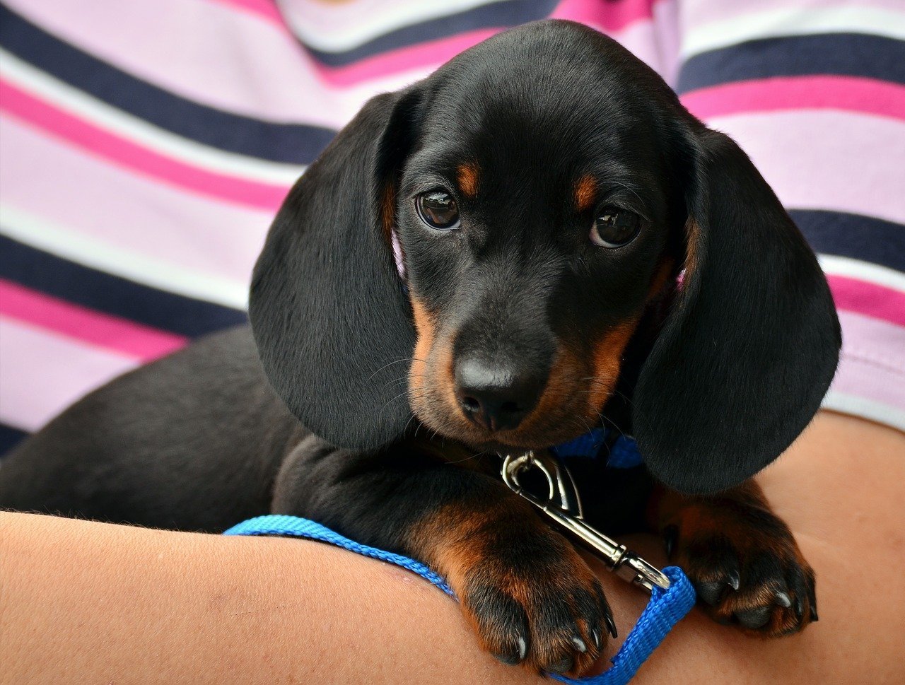 O Que Significa Sonhar Cachorro Preto