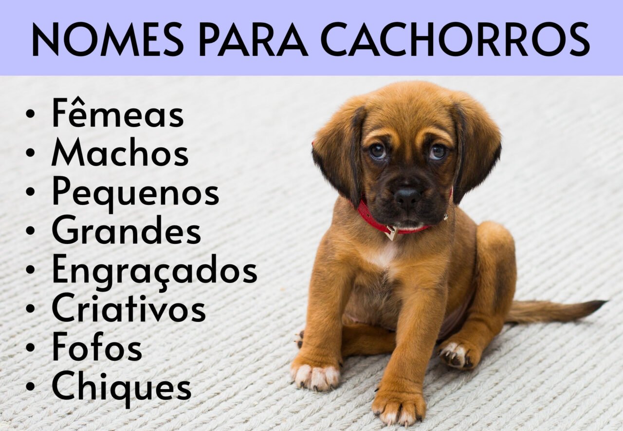 500 Nomes para Cachorros Ideias e Sugestões Credited