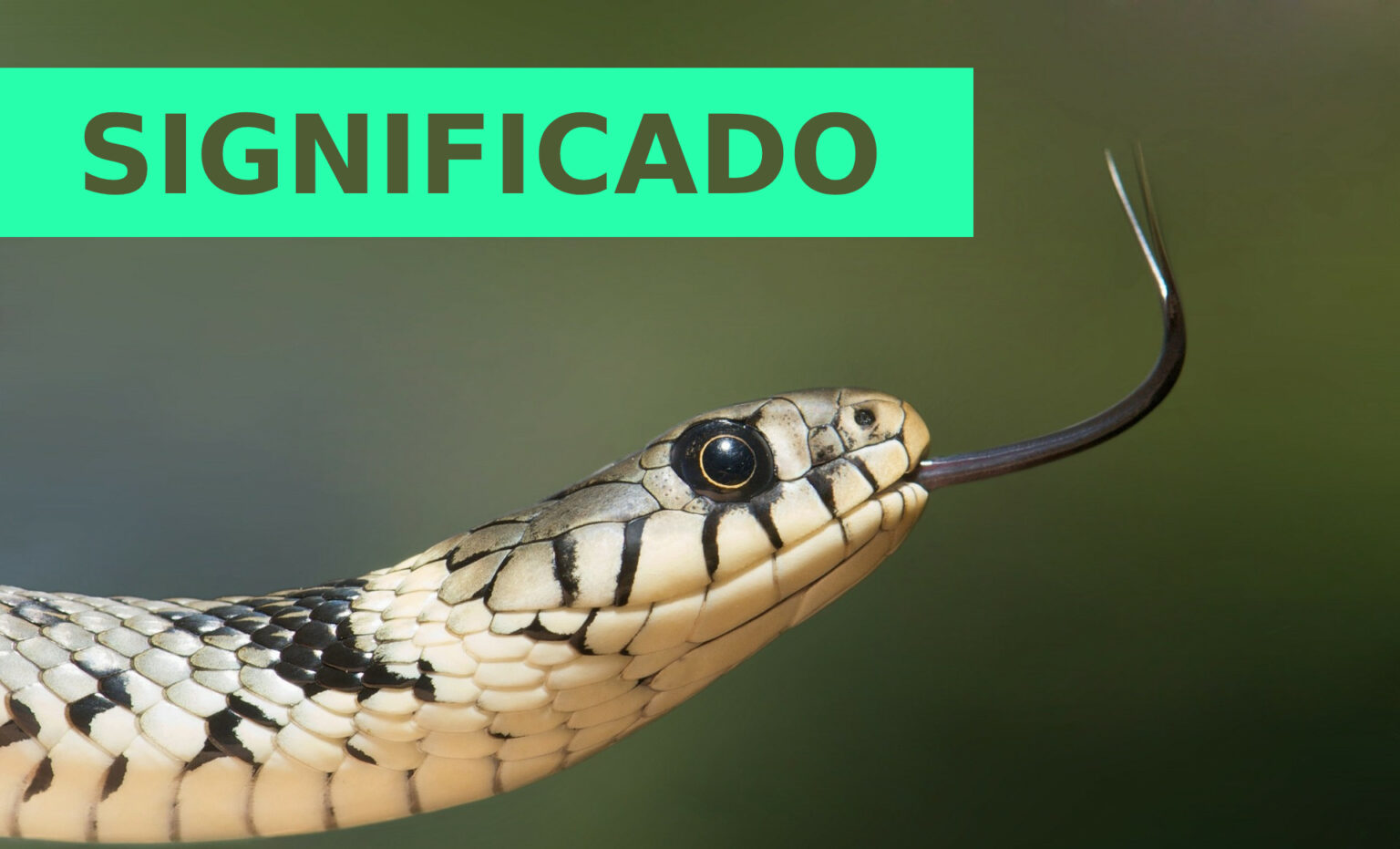 O que significa sonhar com cobra