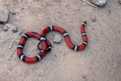 o que significa sonhar com cobra coral