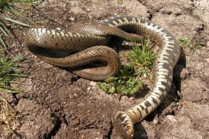 sonhar com cobra morta