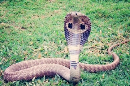 o que significa sonhar com cobra naja