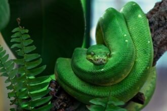 o que significa sonhar com cobra verde