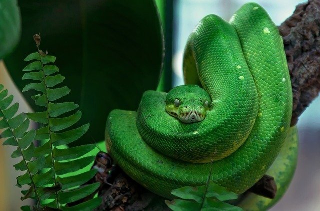 o que significa sonhar com cobra verde