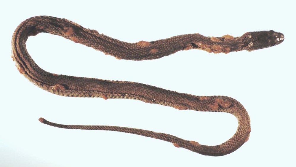 sonhar com cobra doente