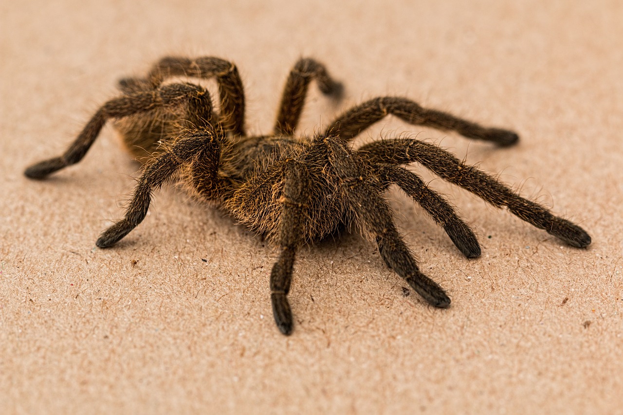 sonhar com aranha caranguejeira