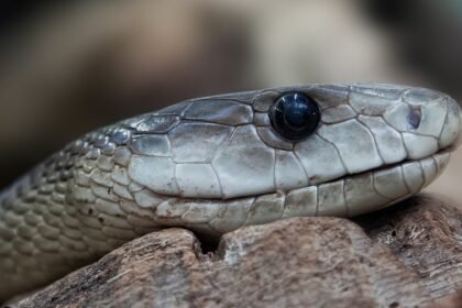 sonhar com cobra cinza