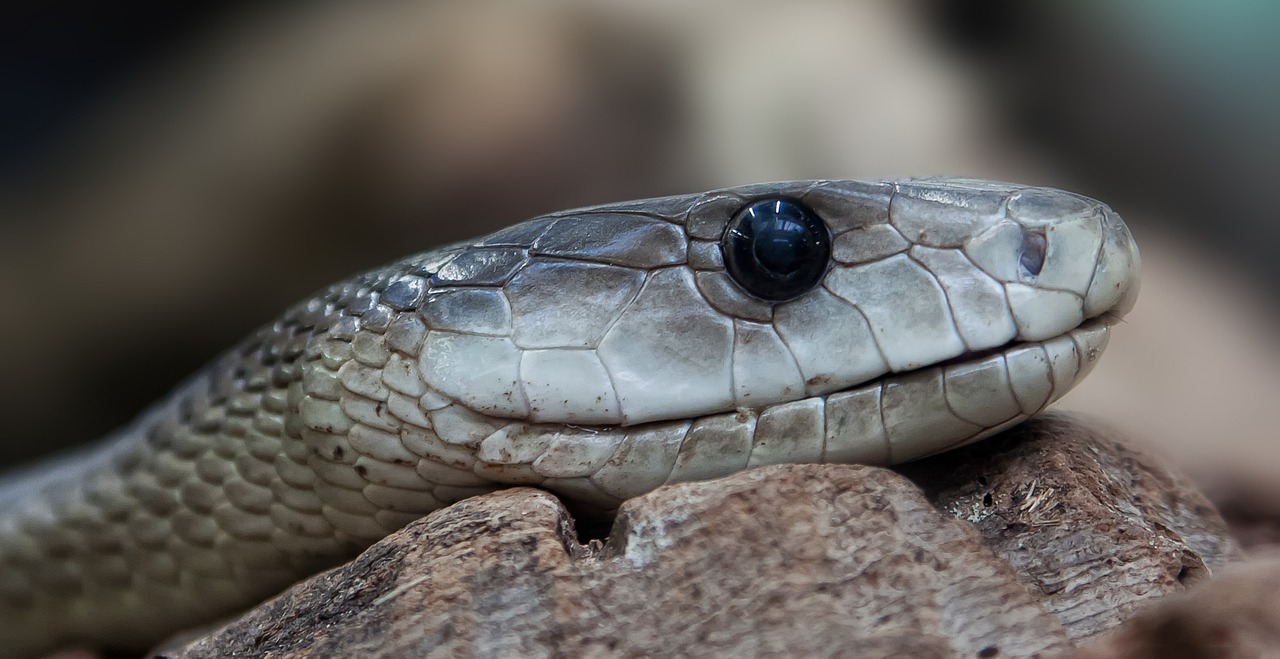 sonhar com cobra cinza