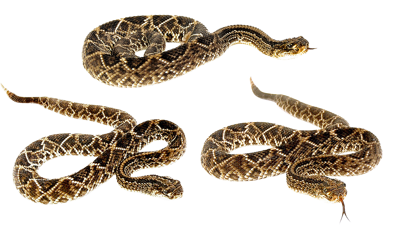sonhar com cobra dourada