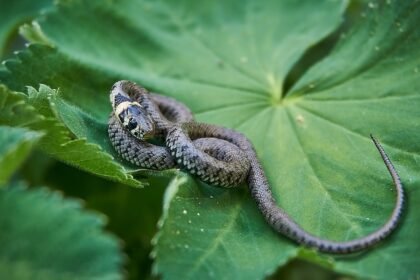 sonhar com cobra fina