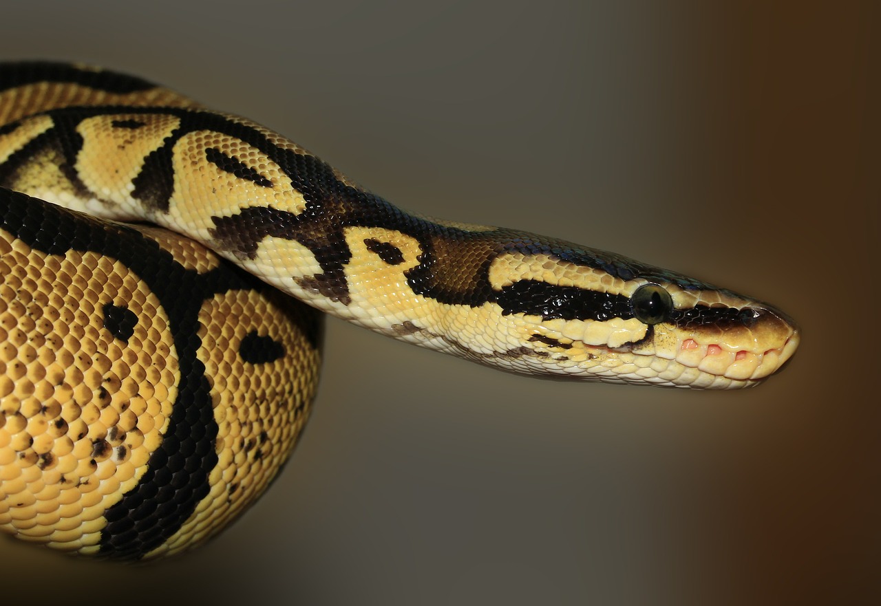 sonhar com cobra grossa