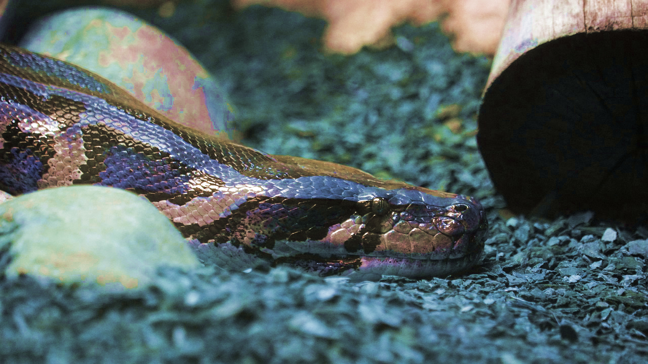 sonhar com cobra rosa