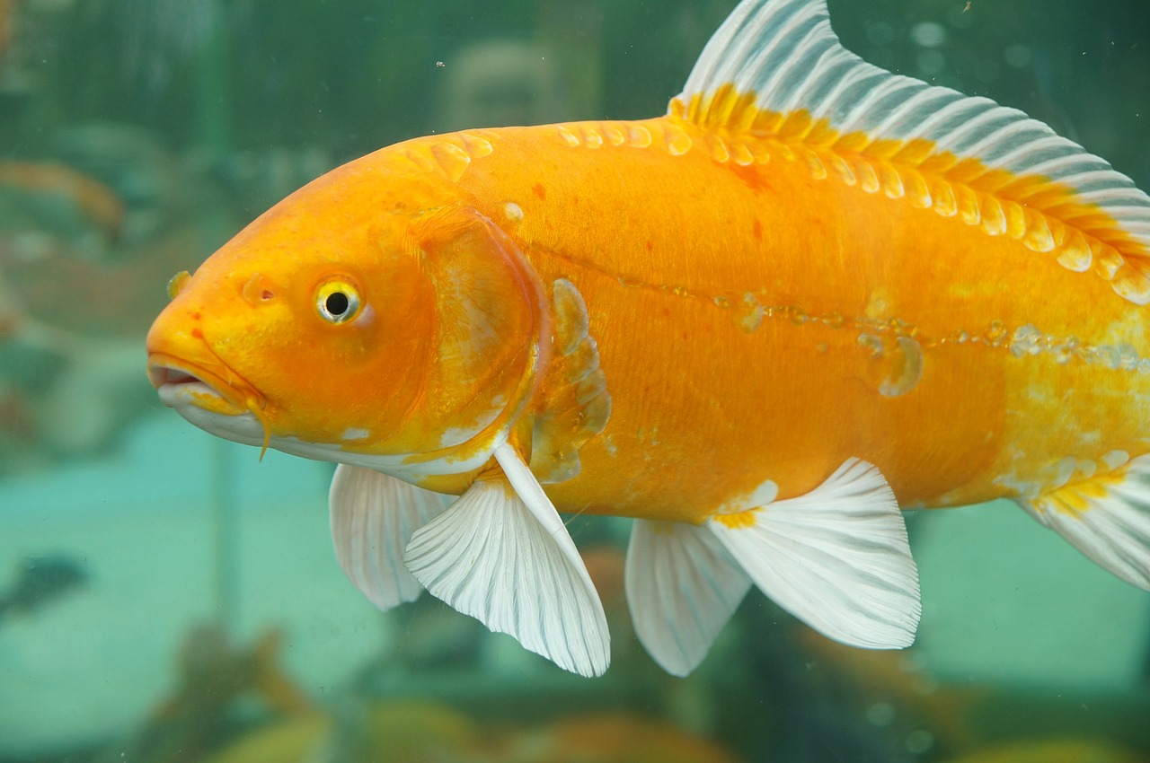 sonhar com peixe dourado