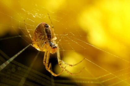 Sonhar com aranha amarela