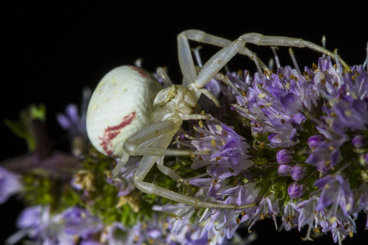 Sonhar com aranha branca