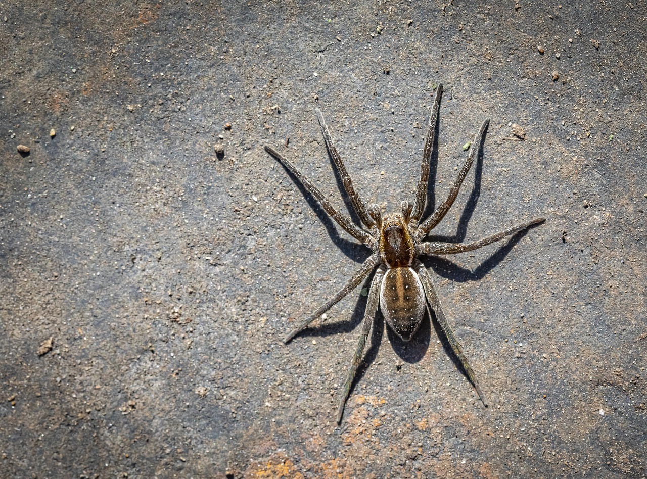 Sonhar com aranha cinza