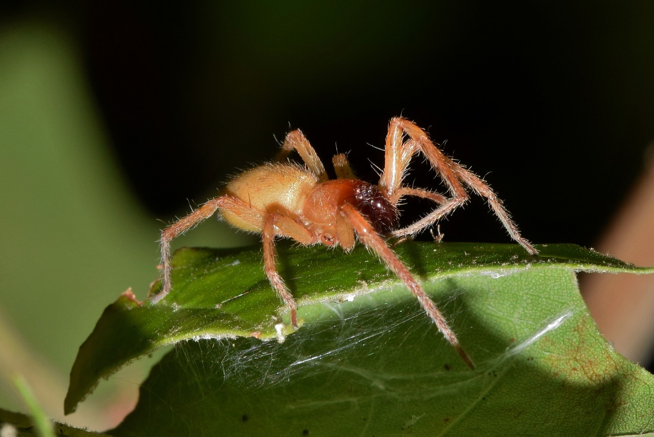 Sonhar com aranha marrom