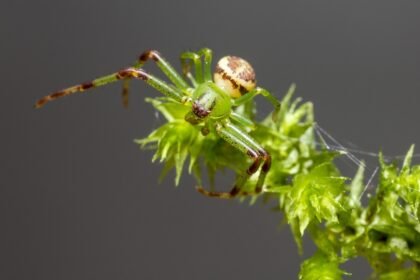 Sonhar com aranha verde