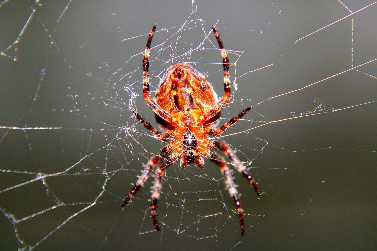 Sonhar com aranha vermelha