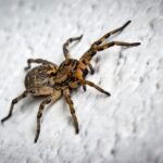 Sonhar com aranhar armadeira