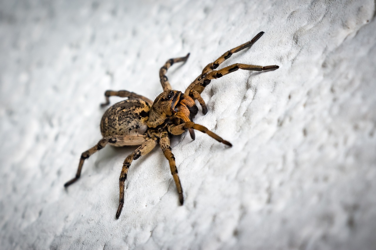 Sonhar com aranhar armadeira