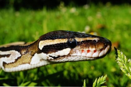 Sonhar com cabeça de cobra