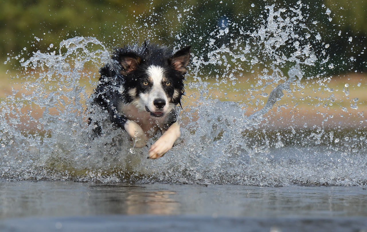 Sonhar com cachorro border collie