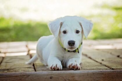 Sonhar com cachorro branco