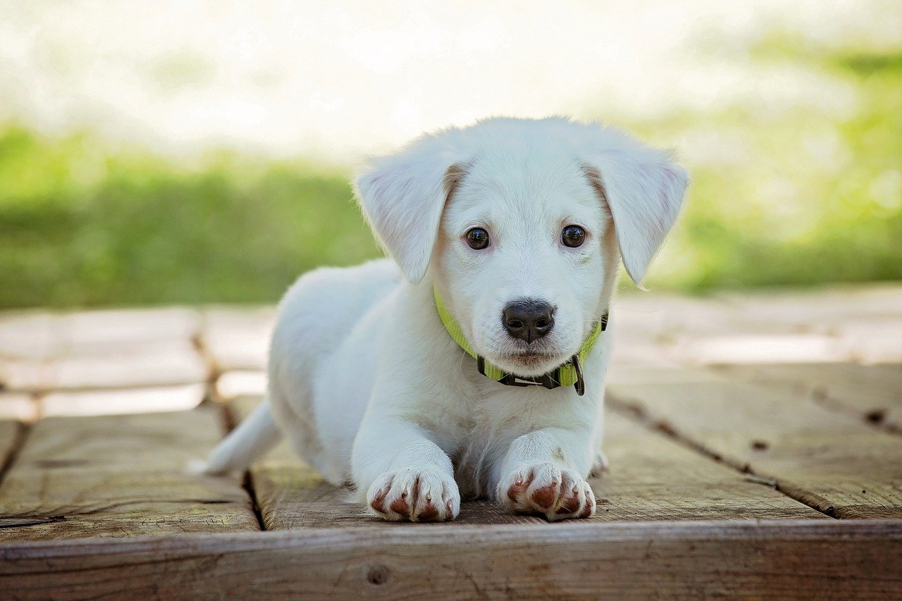 Sonhar com cachorro branco