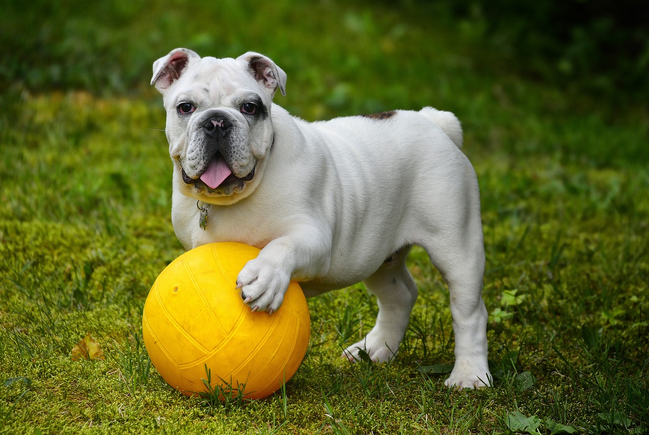 Sonhar com cachorro buldogue