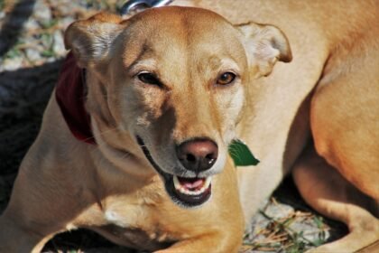 Sonhar com cachorro caramelo