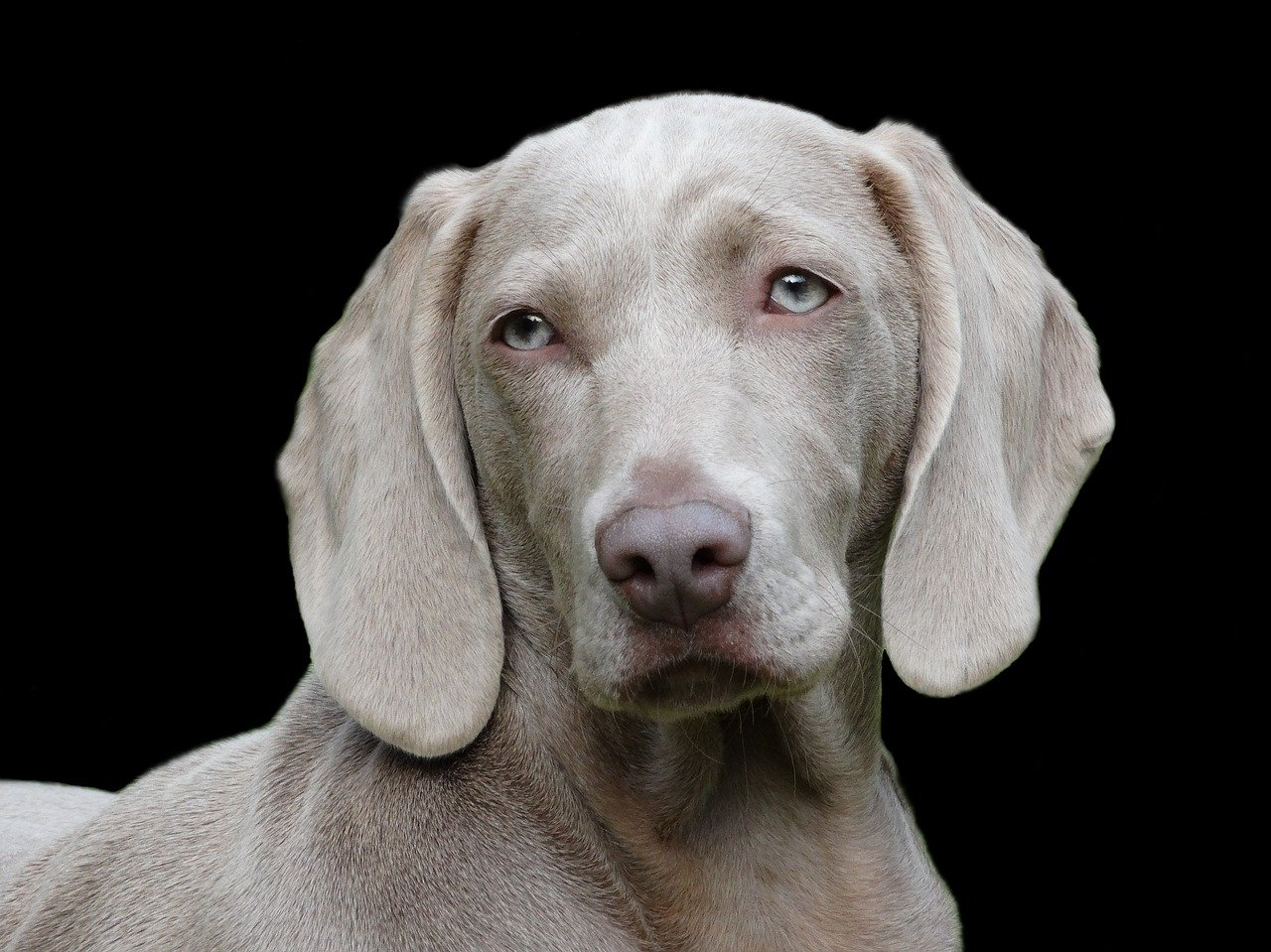 Sonhar com cachorro cinza