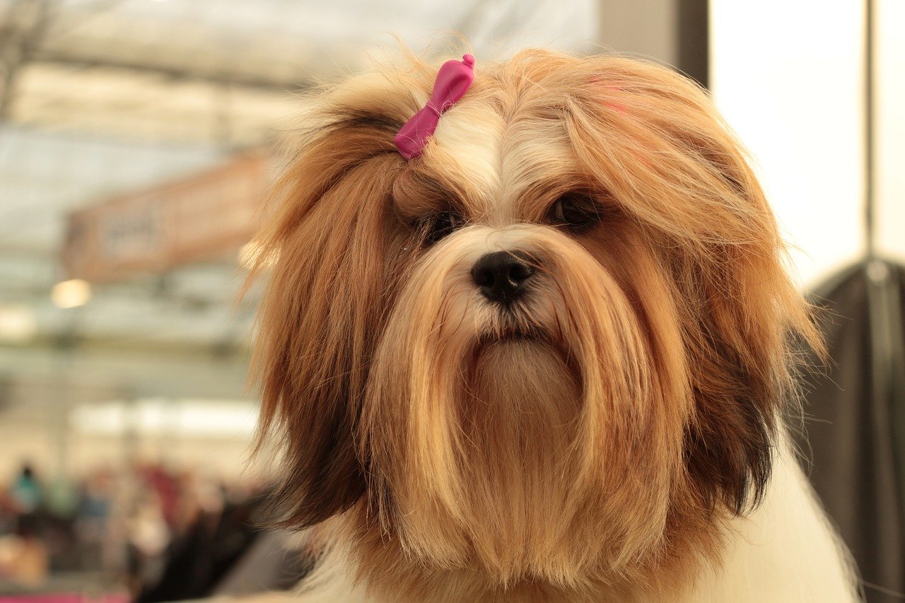 Sonhar com cachorro lhasa apso