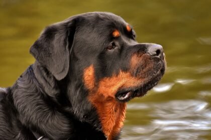 Sonhar com cachorro rottweiler