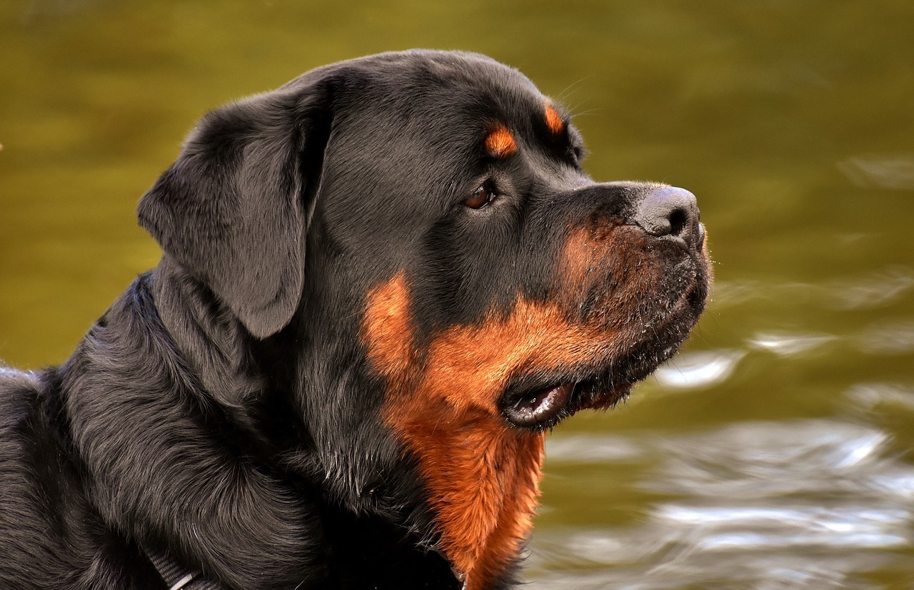Sonhar com cachorro rottweiler