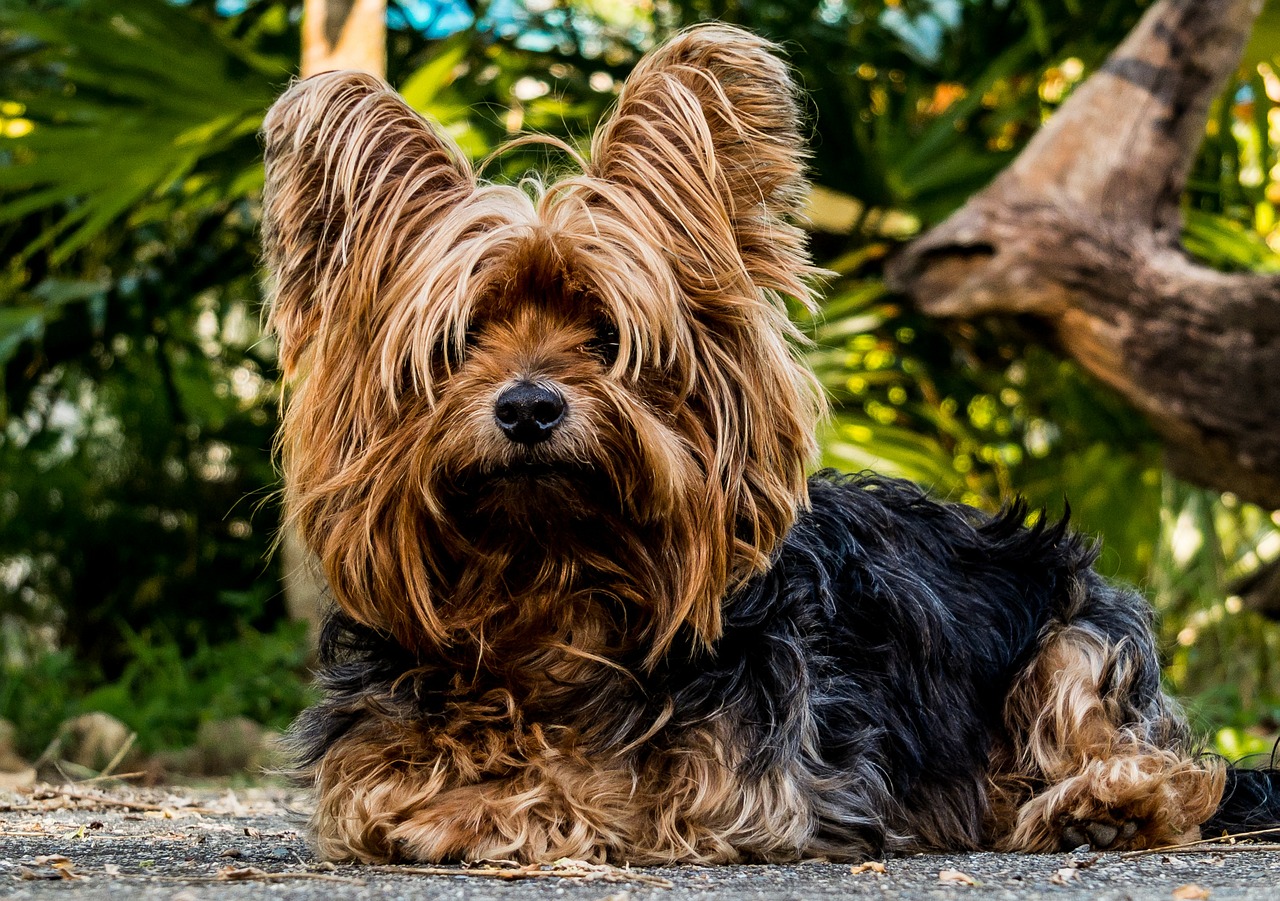 Sonhar com cachorro yorkshire