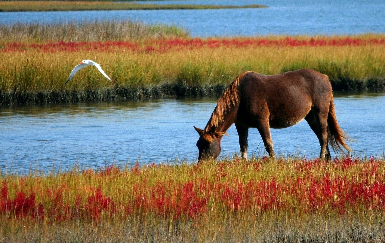 Sonhar com cavalo marrom