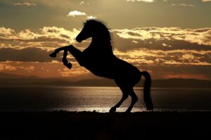 Sonhar com cavalo preto