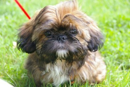 Sonhar com cachorro shih tzu