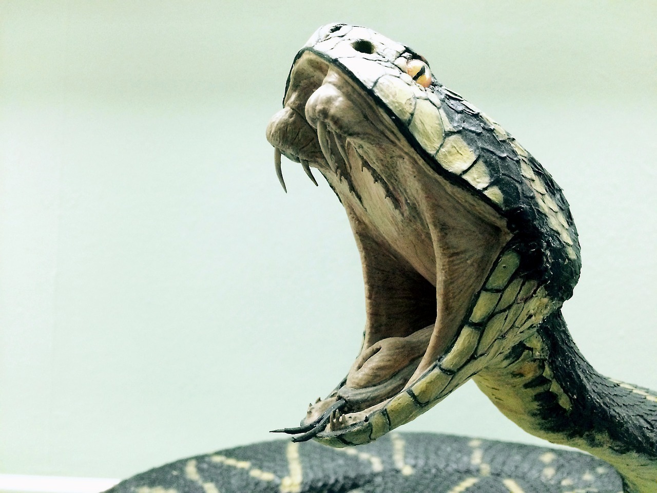 Sonhar com cobra picando cachorro