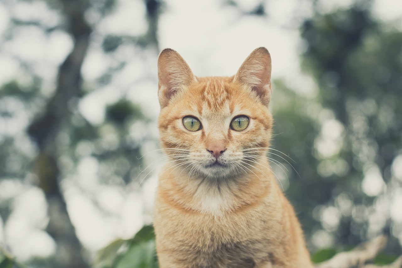 Sonhar com gato amarelo