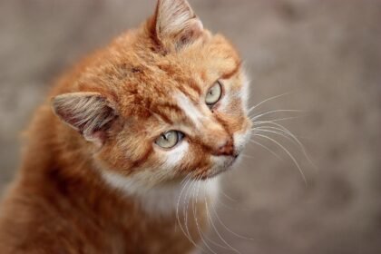 Sonhar com gato laranja