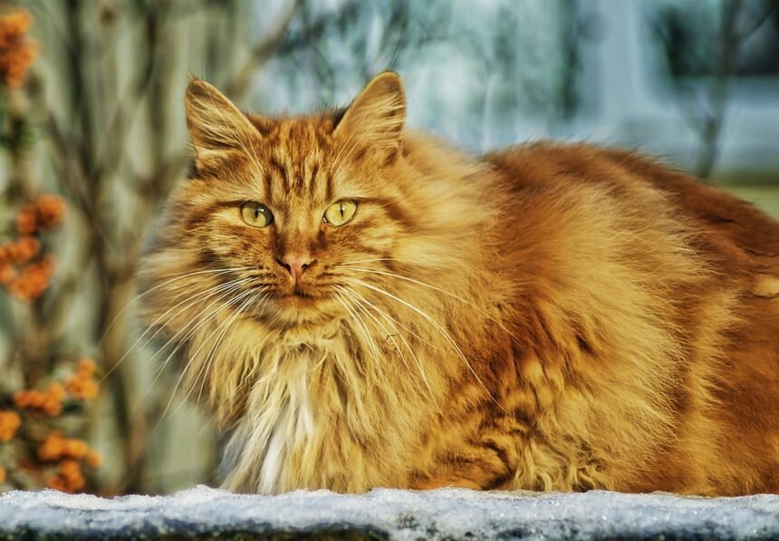 Sonhar com gato peludo