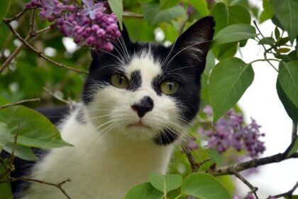 Sonhar com gato preto e branco