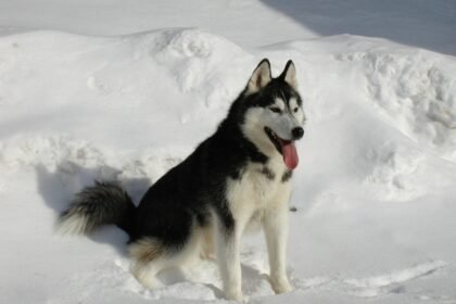 Sonhar com husky siberiano