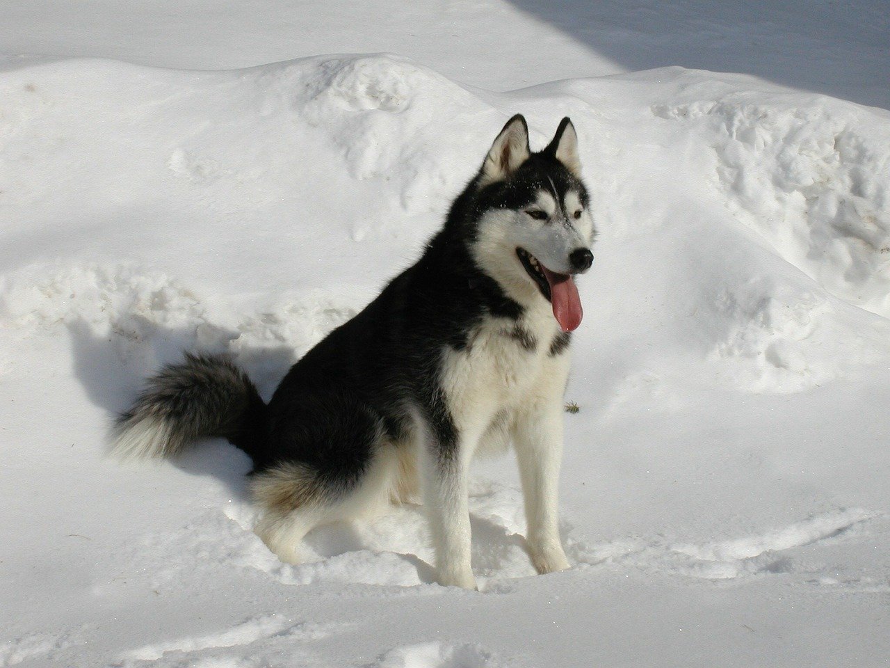 Sonhar com husky siberiano