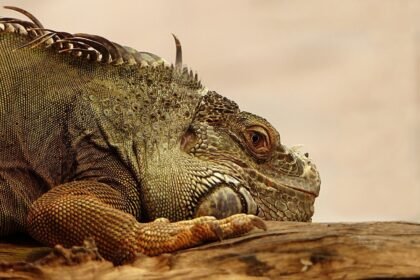 Sonhar com iguana