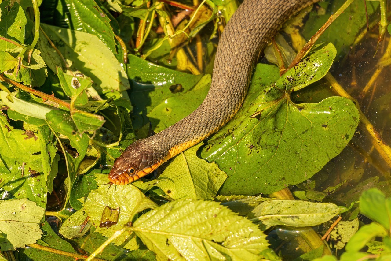 sonhar com cobra na água