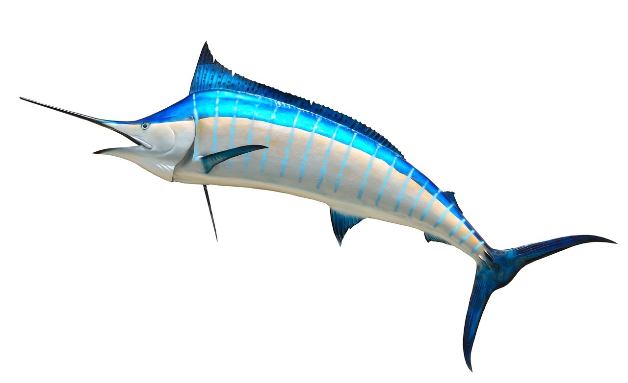 Sonha com peixes grandes