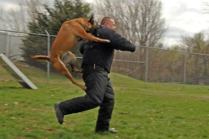 Sonhar com cachorro atacando